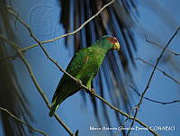 MAGB 0051 Amazona albifrons.JPG