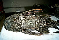 HE009 P 0144 Hypostomus punctatus.jpg