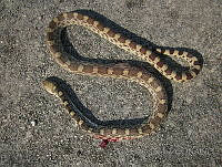 JLE0061 Pituophis catenifer.jpg