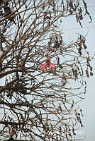 proy JF091 0190 Erythrina breviflora.JPG