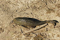 JLMD01 Hypostomus plecostomus.jpg