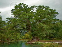 ABGS002 Taxodium mucronatum.jpg