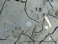 PJ016 0465 Leopardus wiedii.JPG