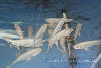 LCF0458 Osteichthyes.jpg