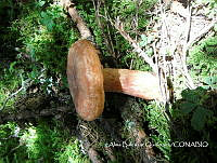 ZG007 0473 Cantharellus cibarius.jpg