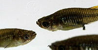 AAKVDH 0059 Poeciliopsis viriosa.JPG