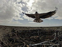 MABR001 Pandion haliaetus.jpg