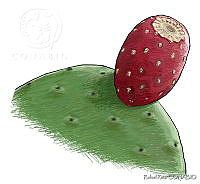 RR0017 Opuntia sp..jpg