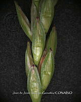 Teocintle 162 Zea diploperennis.jpg