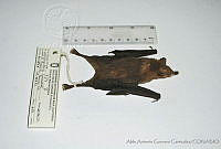 AAGC0058 Leptonycteris curasoae.jpg