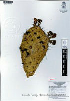 YPH2323 Opuntia hyptiacantha.jpg