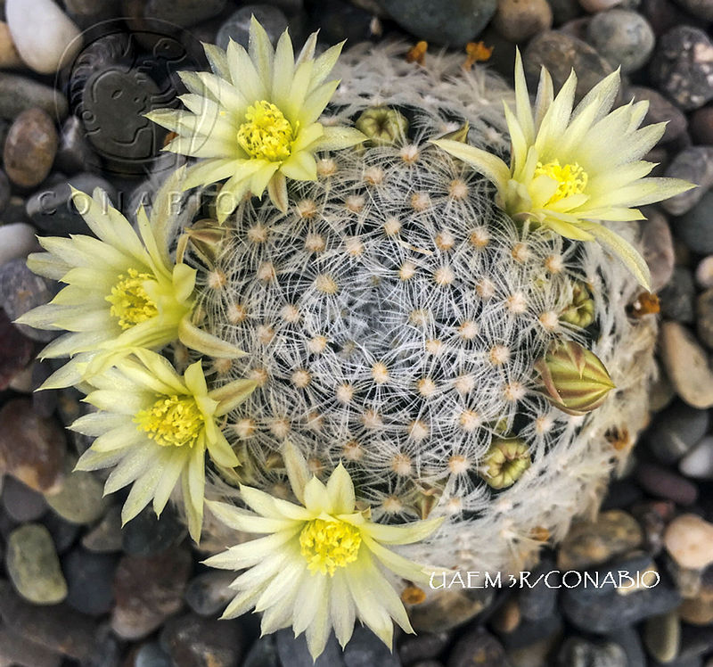 3R%2000928%20Mammillaria%20schiedeana.tif.nyfknID0MQGRuYNjQA3g0JtbmFja29CbnFuZ3NAbXJ6LGtwZwA.oq H7b rJ9