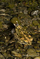 MASM07360 Incilius occidentalis.jpg