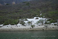 MASM04943 Coragyps atratus.jpg