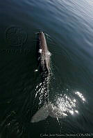 CNS0850 Physeter macrocephalus.jpg