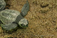 IDG0735 Chelonia mydas.jpg