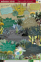 RARAMURI magueyes.jpg