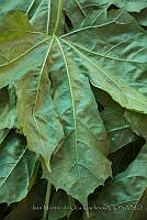 IMDOC3194 Cnidoscolus aconitifolius.JPG