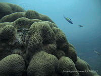 JAJ0798 Orbicella annularis.jpg