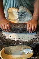 ARS00470 Zea mays.jpg