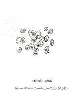 MARL0454 Monodus guttala.jpg