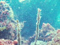 NE018 0923 Laminariales.jpg