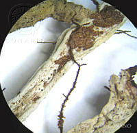 SL2245 Isochilus unilateralis.jpg