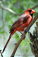 VHL0218 Cardinalis cardinalis.jpg