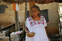 CD0310 Melipona sp..jpg