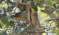 AAKVDH 0510 Turdus rufopalliatus.JPG