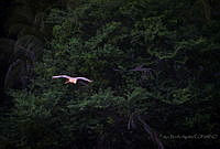 FBA0554 Ardea alba.jpg