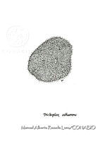 MARL0678 Trichoplax adhaerens.jpg