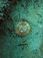 HPE138 Scolymia lacera.jpg