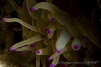 IDG0593 Condylactis gigantea.jpg