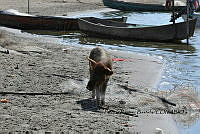 HJ6- 1459- Cerdo masticando red en Laguna Tecomate.jpg