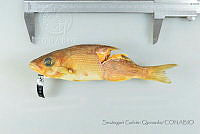 SGQ1385 Lutjanus inermis.jpg