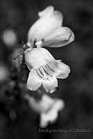 PEM01 Tecoma sp..jpg