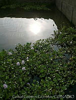 GGG0029 Eichornia crassipes.jpg