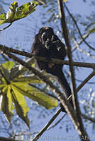 MASM00111 Alouatta palliata.jpg