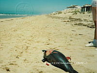 NBA0074 Phocoena sinus.jpg