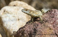 AAKVDH 0276 Ctenosaura pectinata.JPG