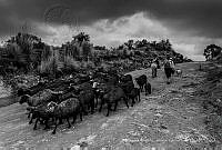 MACQ01 Ovis aries.jpg