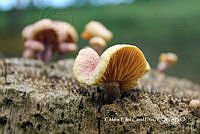 MN6PyH0052 Gymnopilus cyanopalmicola.jpg