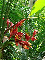 CGL1149 Heliconia sp..jpg