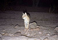 UNAMHBRM-9 Lynx rufus.jpg