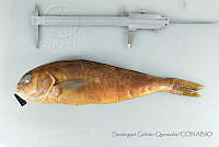 SGQ1023 Caulolatilus princeps.jpg