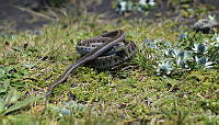 CDFA02 Thamnophis scaliger.jpg