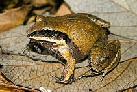 VHL0475 Craugastor occidentalis.jpg
