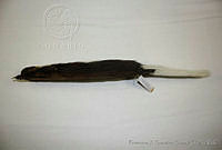 FXGC0014 Conepatus leuconotus.jpg