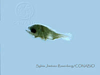 SPAJ-R0003 Apogon retrosella.JPG